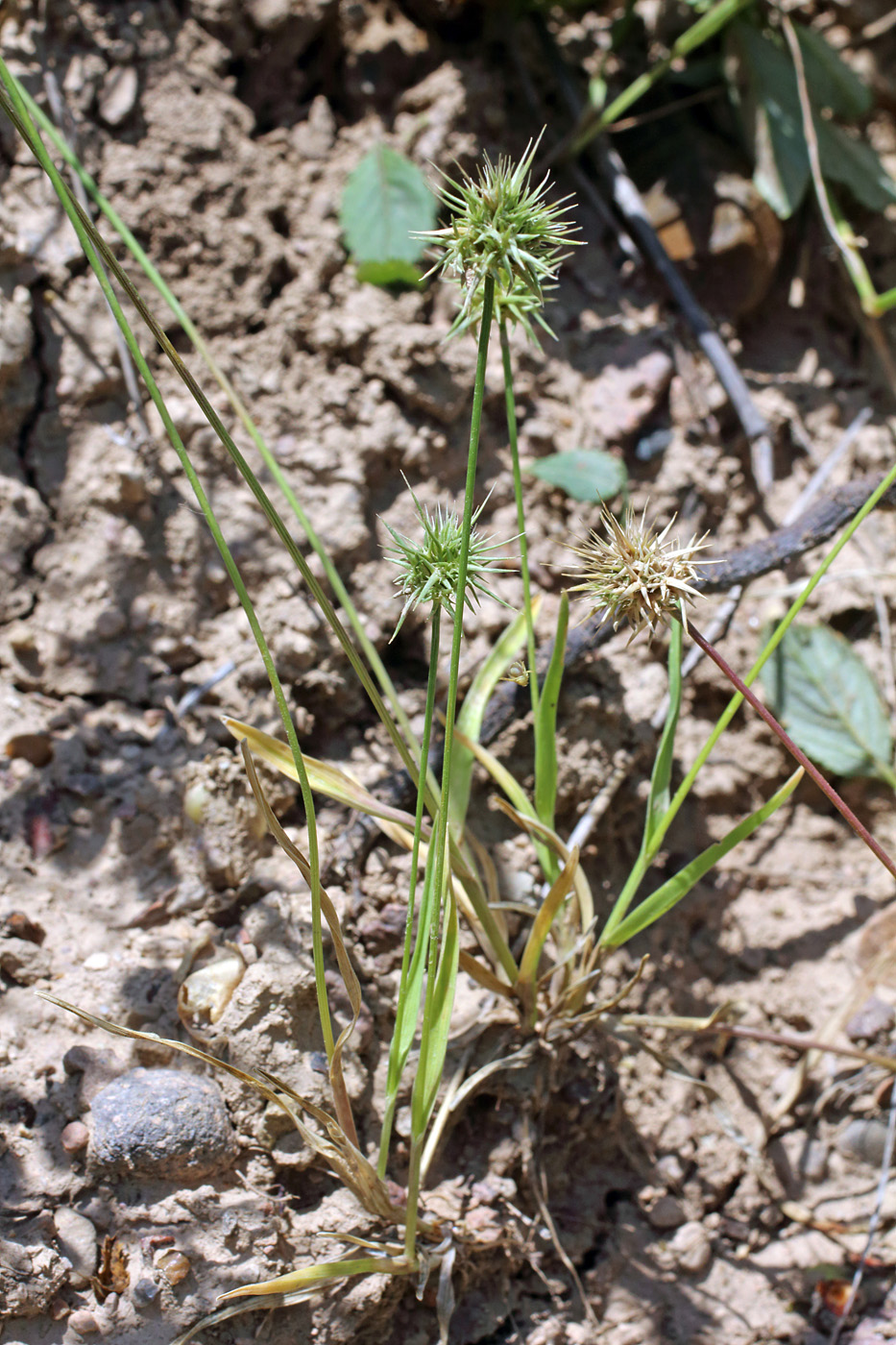 Изображение особи Echinaria capitata.