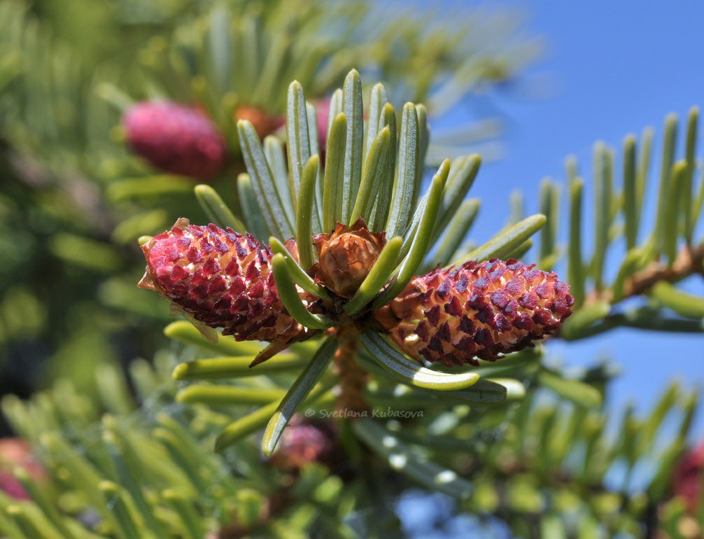 Image of Picea omorika specimen.