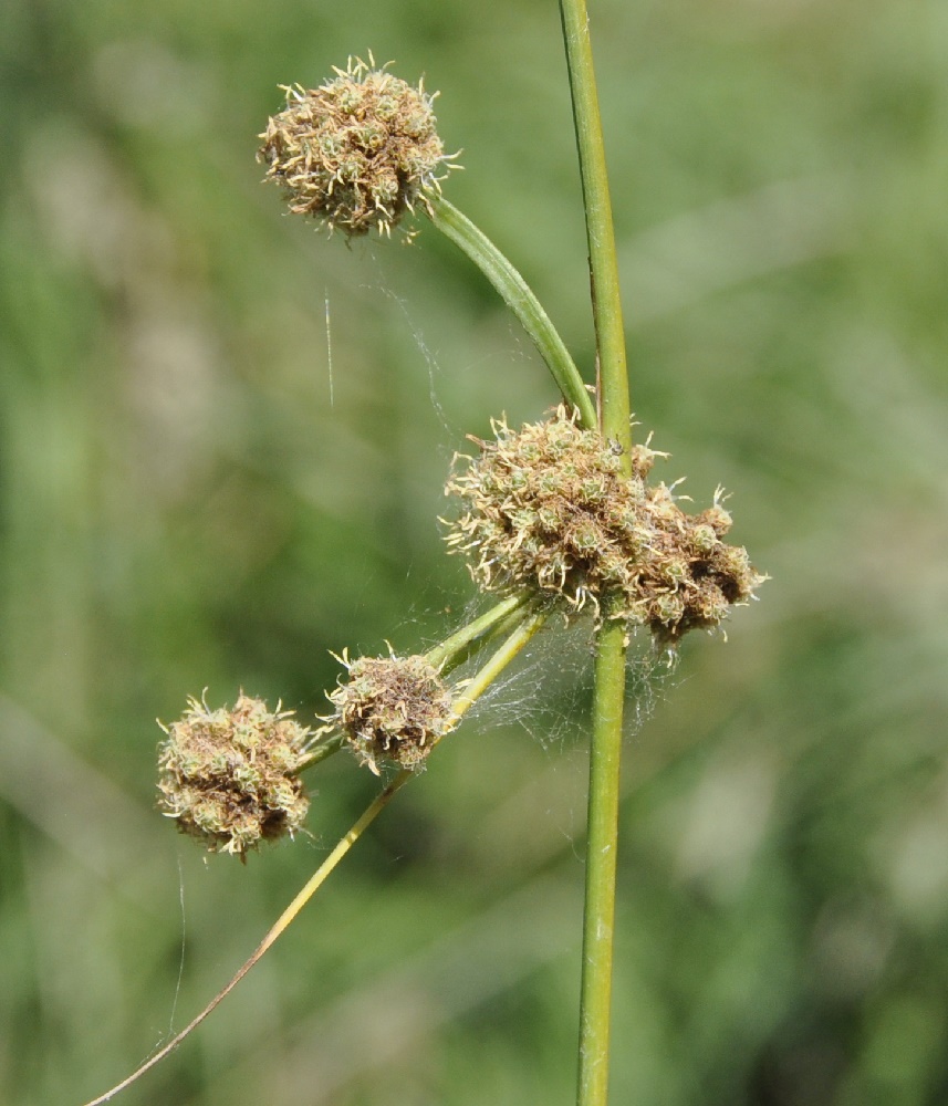 Изображение особи Scirpoides holoschoenus.