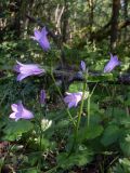 Campanula sibirica. Верхушка (повреждённая) цветущего растения. Ростовская обл., Азовский р-н, Александровский лес, обочина лесной дороги. 11.06.2016.