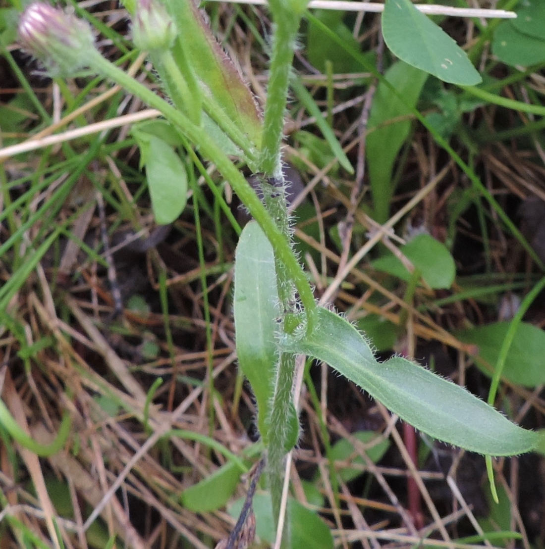 Image of Erigeron acris specimen.