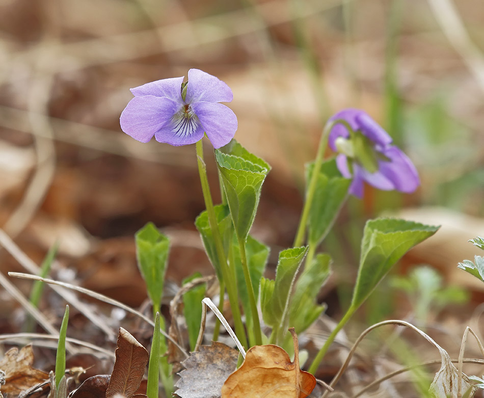 Image of Viola brachysepala specimen.