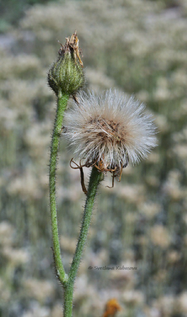Изображение особи Hieracium maculatum.