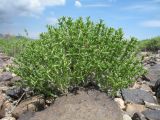 Arthrophytum longibracteatum. Зацветающее растение. Казахстан, Сев. Тянь-Шань, плато Сюгаты, щебнистый участок нагорной пустыни. 24 мая 2016 г.