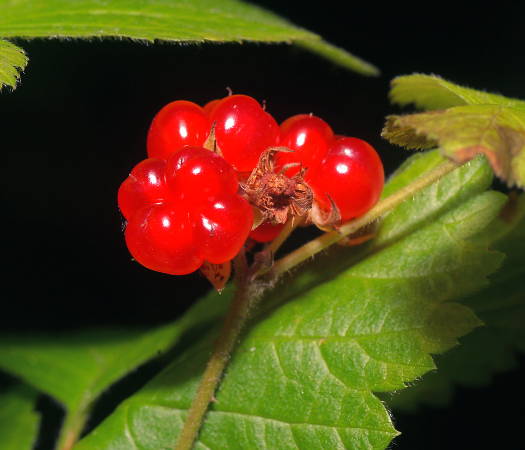 Изображение особи Rubus saxatilis.