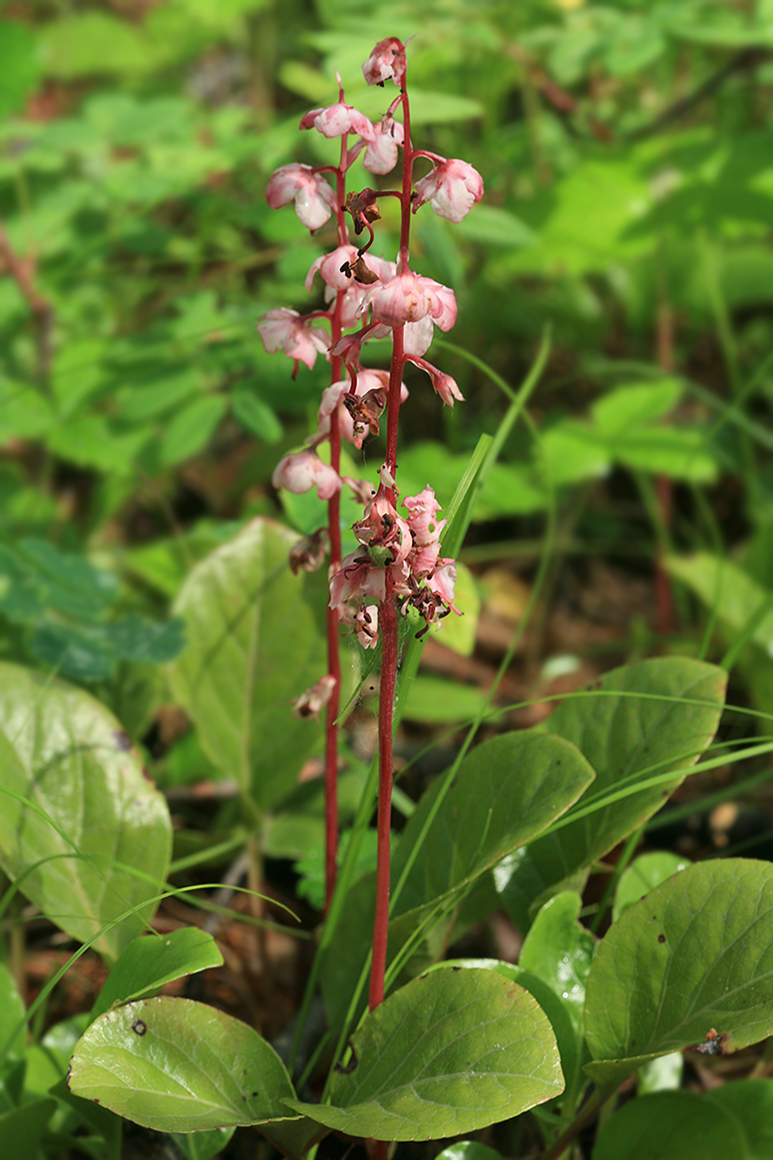 Изображение особи Pyrola incarnata.