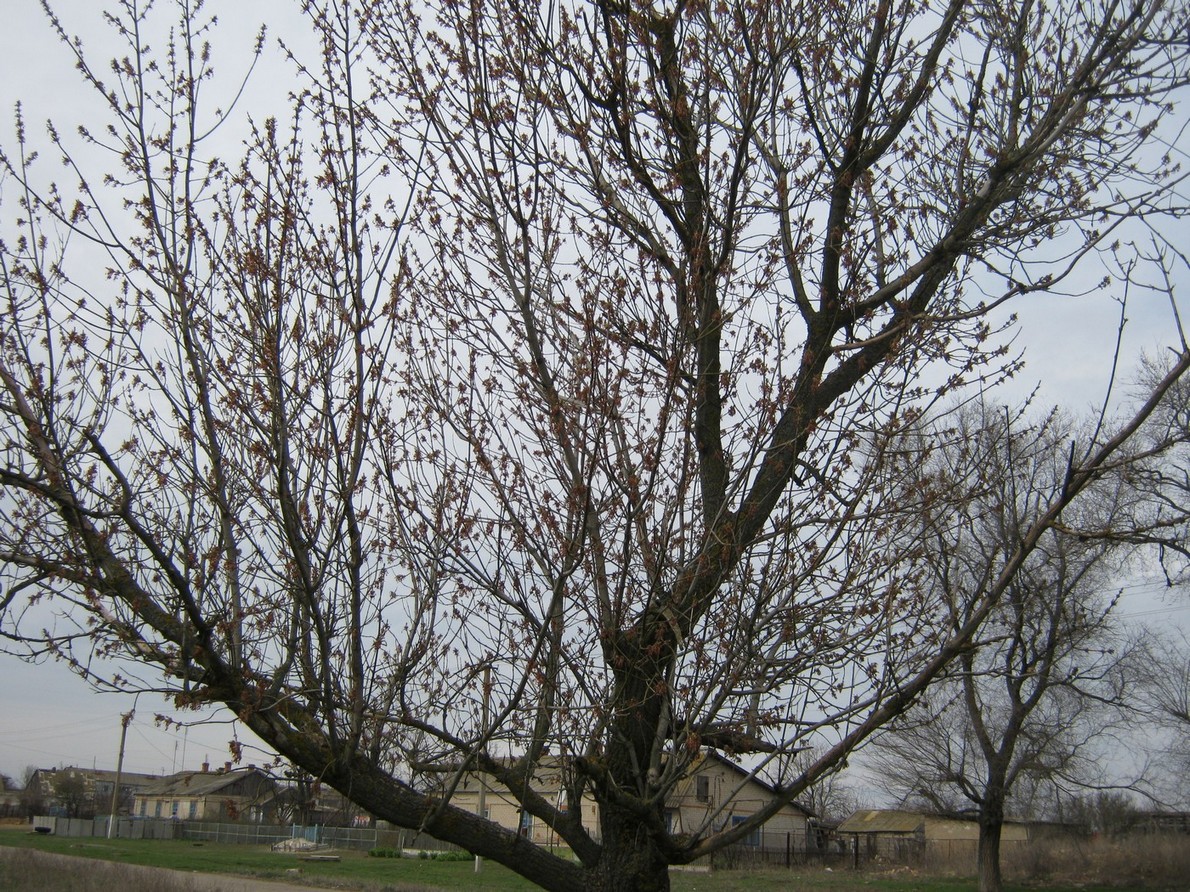 Image of Acer negundo specimen.