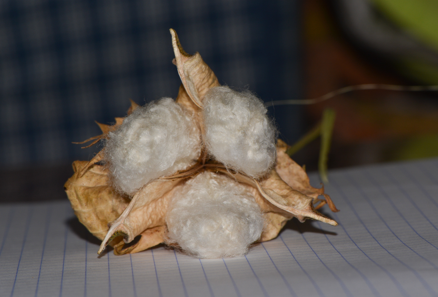 Image of Gossypium hirsutum specimen.