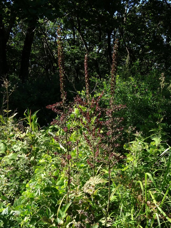 Image of Veratrum ussuriense specimen.