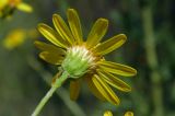 Senecio grandidentatus