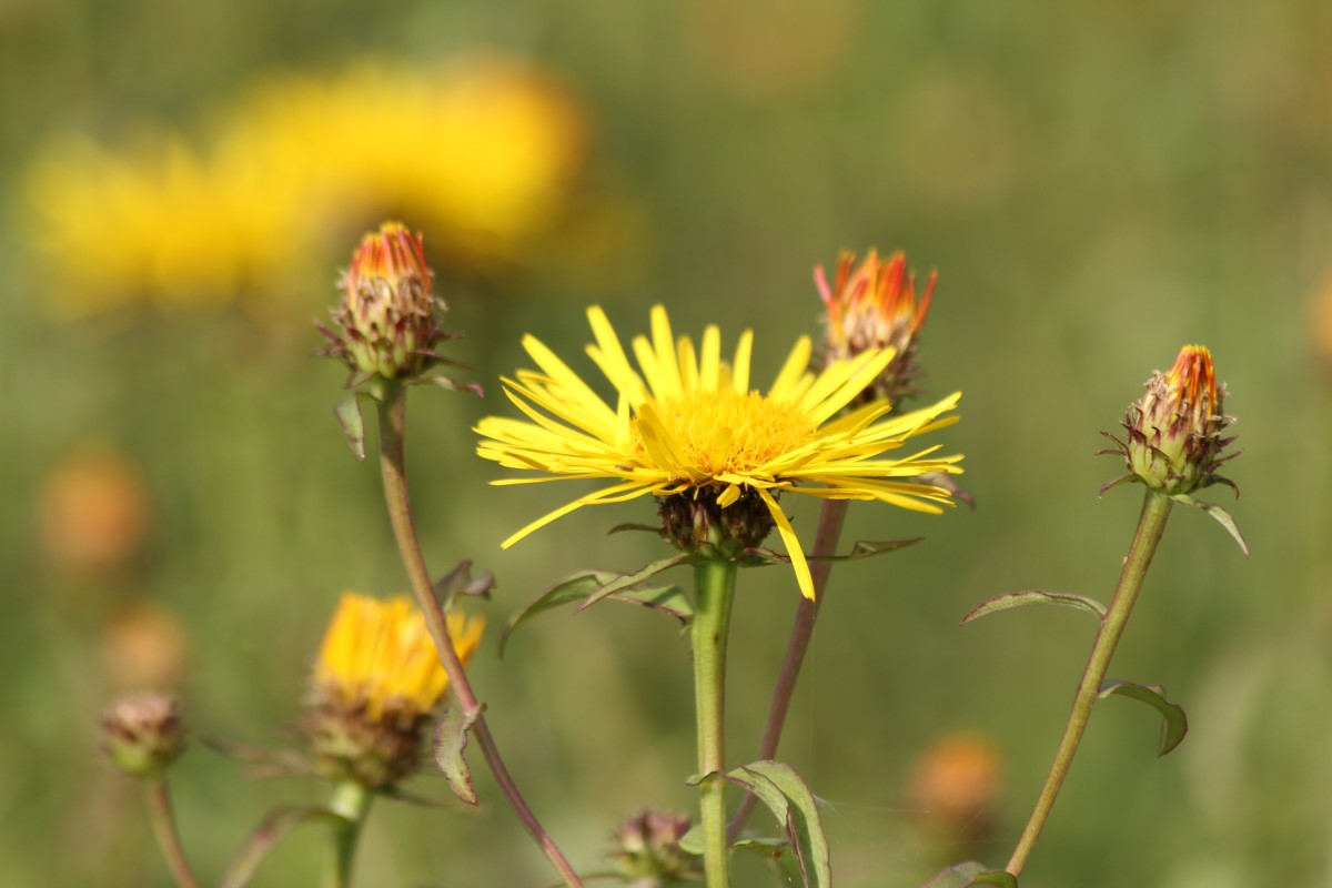 Изображение особи Inula salicina.