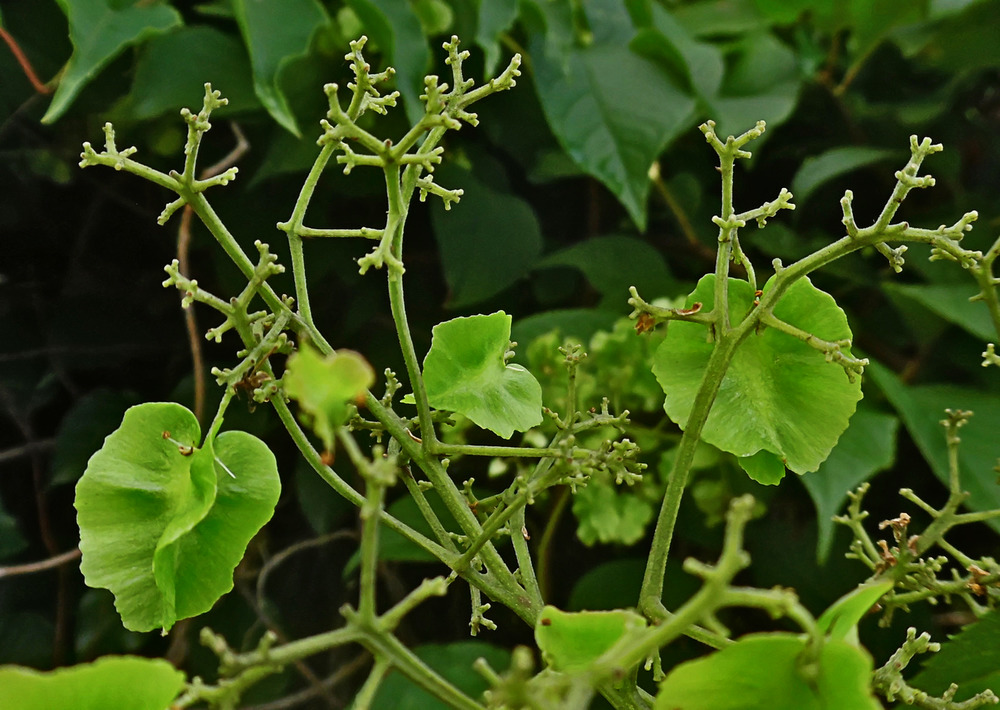 Image of Tripterygium wilfordii specimen.