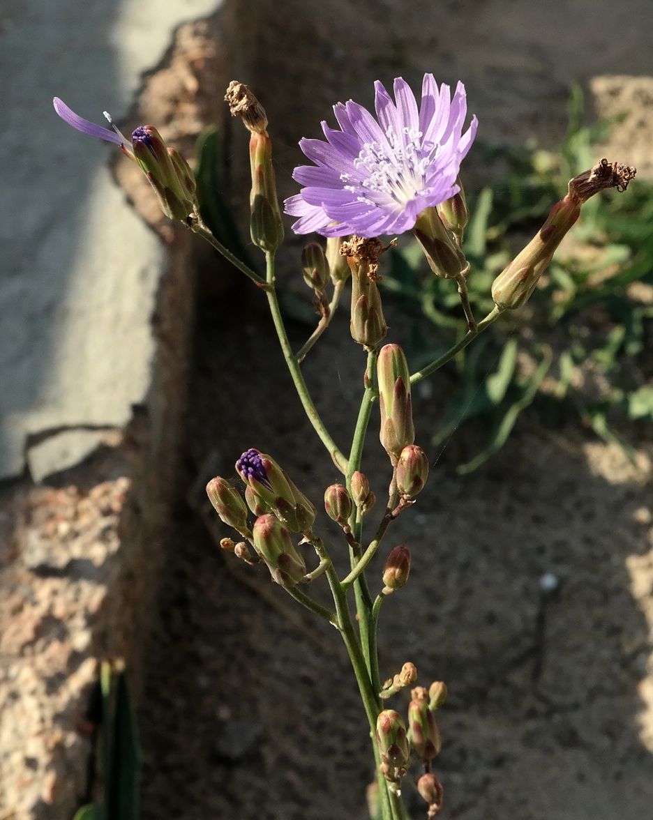 Image of Lactuca tatarica specimen.