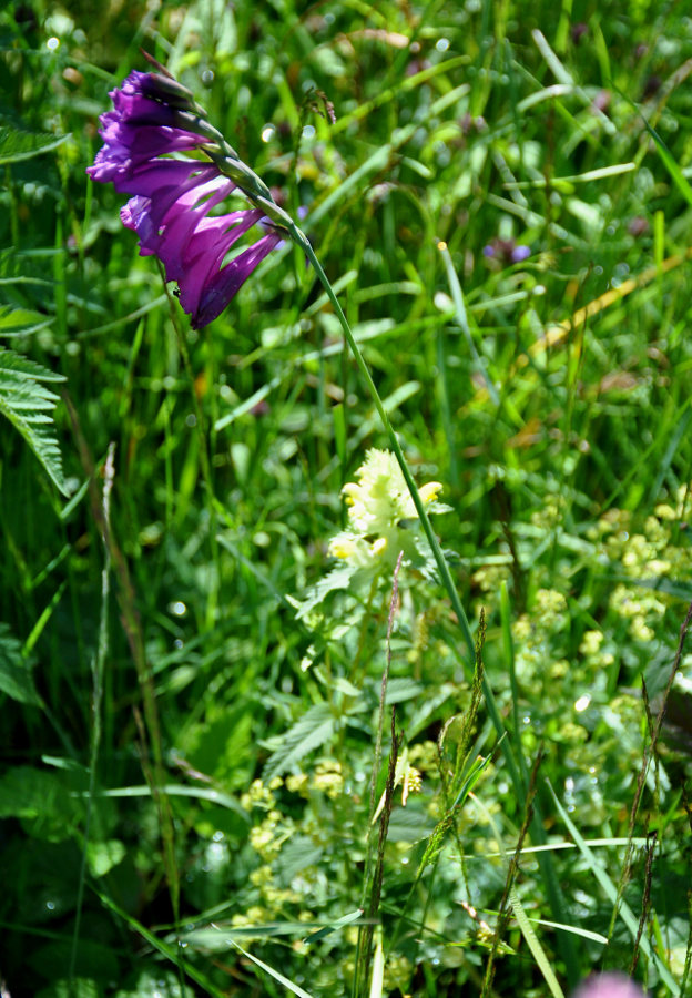 Image of Gladiolus tenuis specimen.