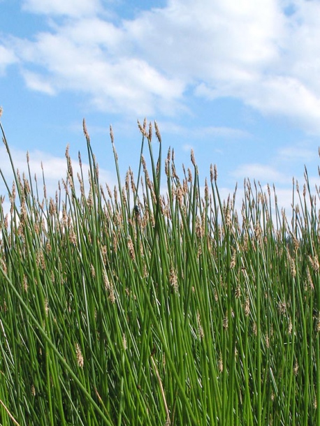 Изображение особи Eleocharis palustris.