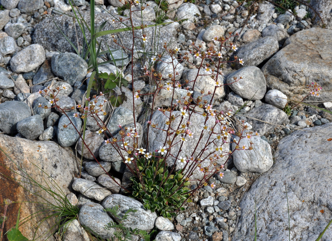 Изображение особи Saxifraga cartilaginea.