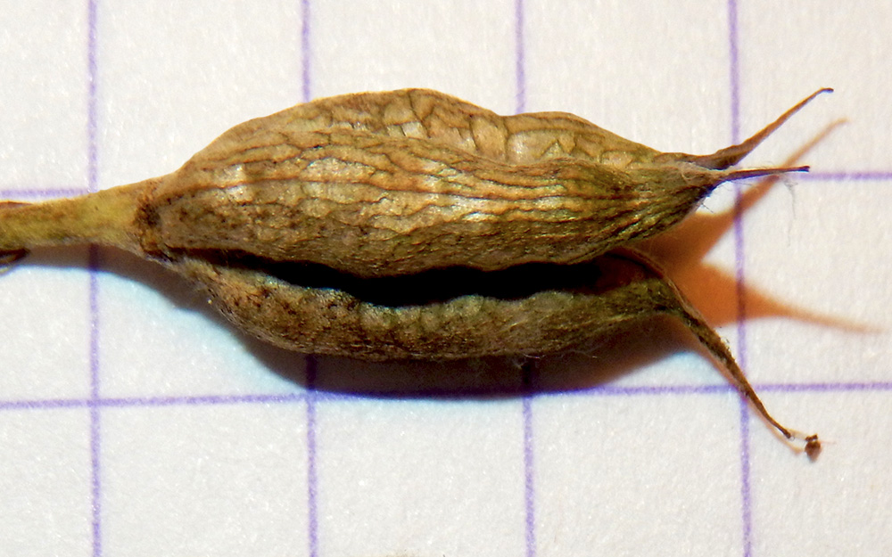 Image of Delphinium schmalhausenii specimen.