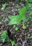 Arum elongatum. Цветущее растение. Крым, Бахчисарайский р-н, Качинский каньон, Алимова балка, буково-дубовый лес. 04.06.2016.