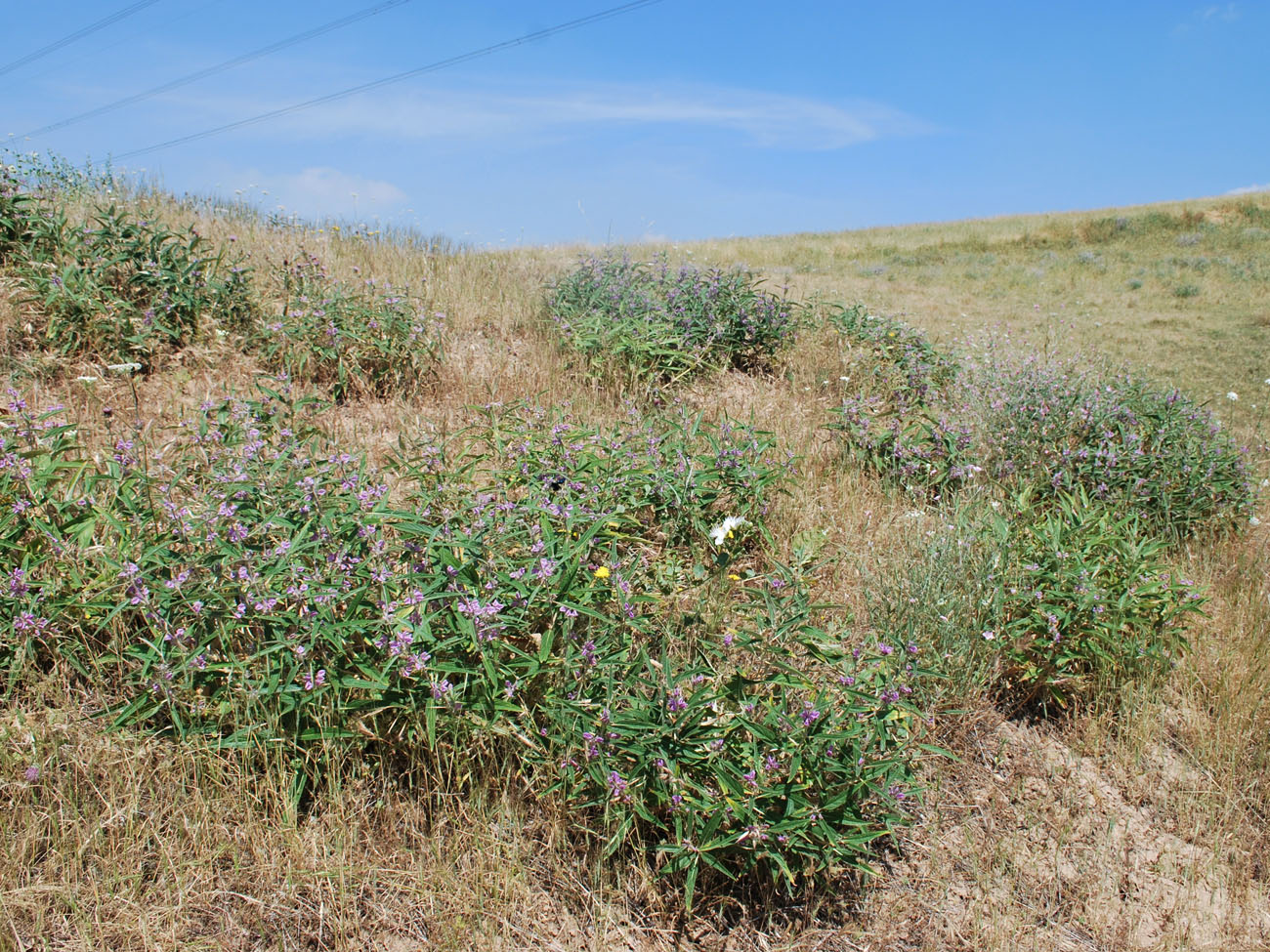 Изображение особи Phlomis regelii.