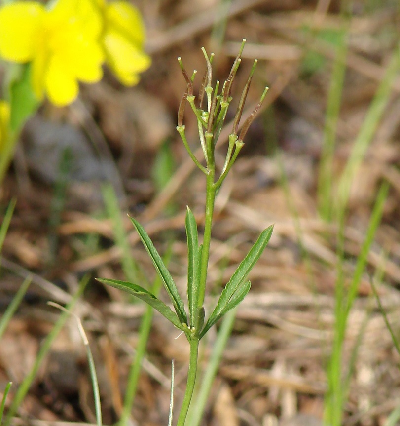 Image of Cardamine trifida specimen.