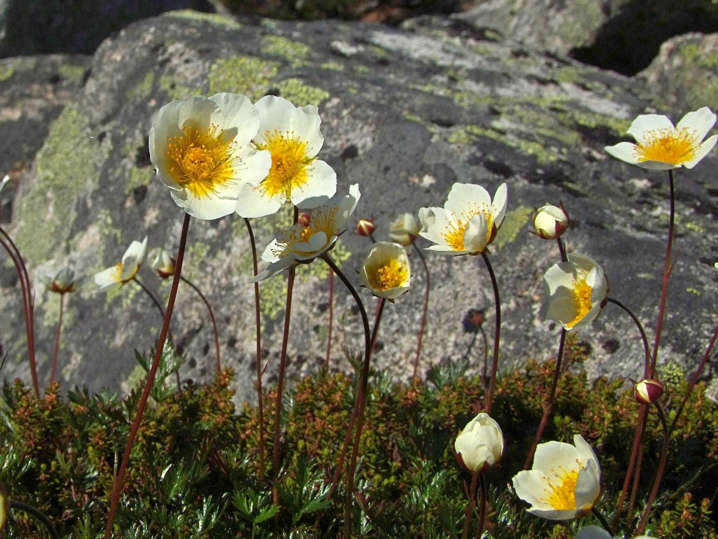 Image of Sieversia pusilla specimen.