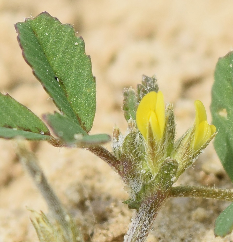 Image of Trigonella geminiflora specimen.