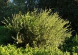 Salix purpurea. Вегетируюший куст. Украина, Киев, Голосеевский парк. 06.07.2016.
