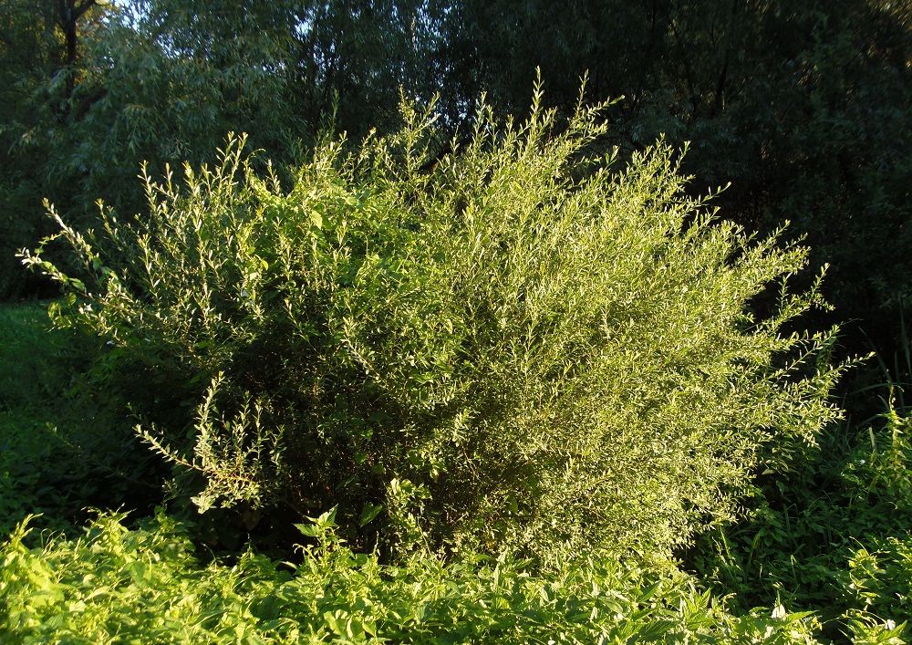 Image of Salix purpurea specimen.