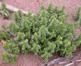 Honckenya peploides