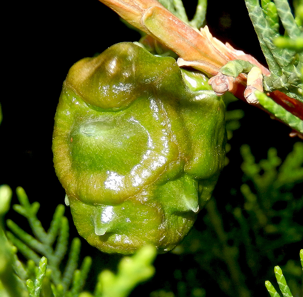 Image of Cupressus sempervirens specimen.