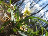 Erythronium caucasicum