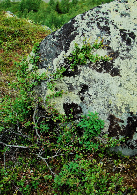 Image of Betula nana specimen.