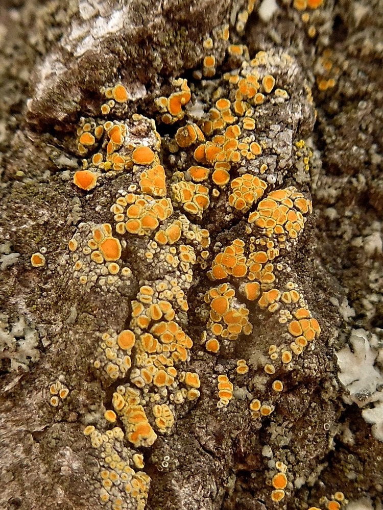 Image of Caloplaca holocarpa specimen.