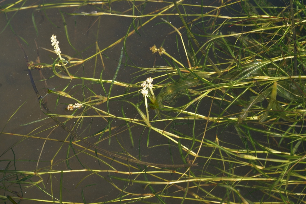 Изображение особи Potamogeton manschuriensis.