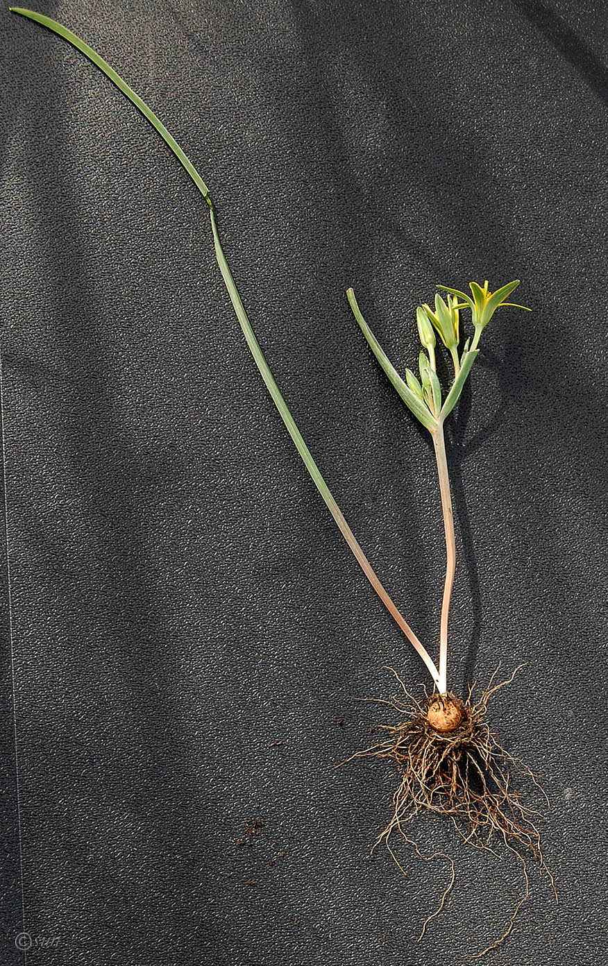 Image of genus Gagea specimen.