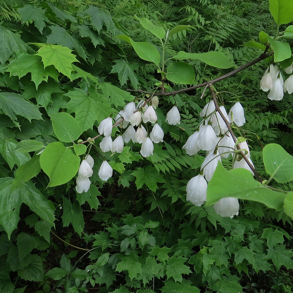 Изображение особи Halesia carolina.