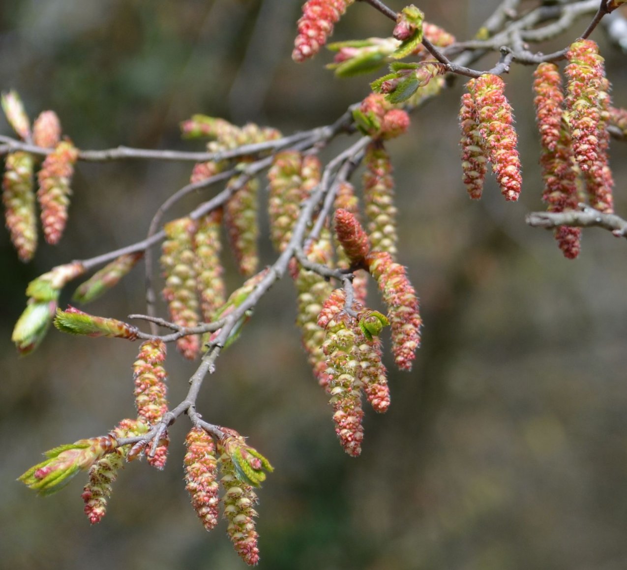 Image of Carpinus orientalis specimen.