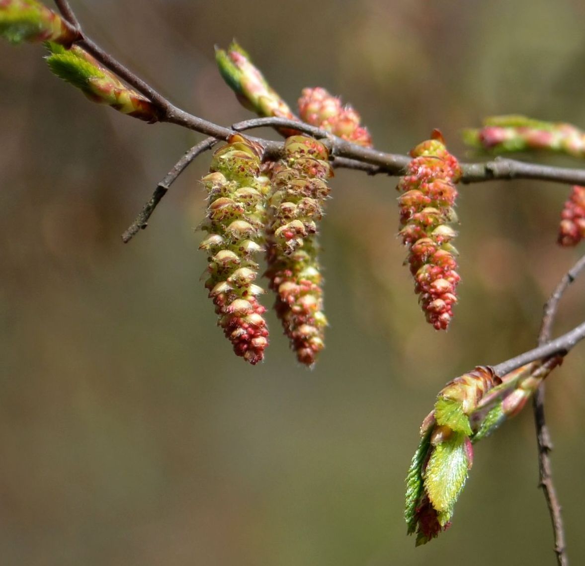 Image of Carpinus orientalis specimen.