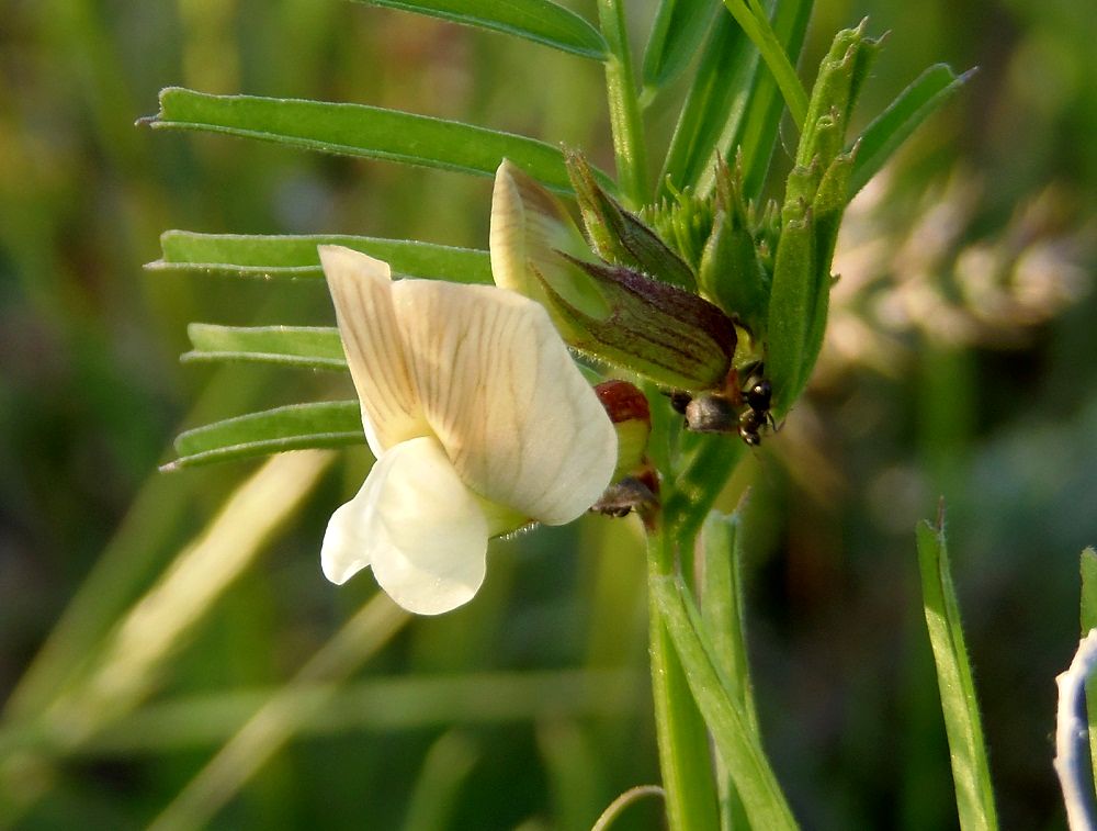 Изображение особи Vicia grandiflora.