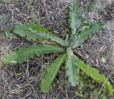 Verbascum chaixii