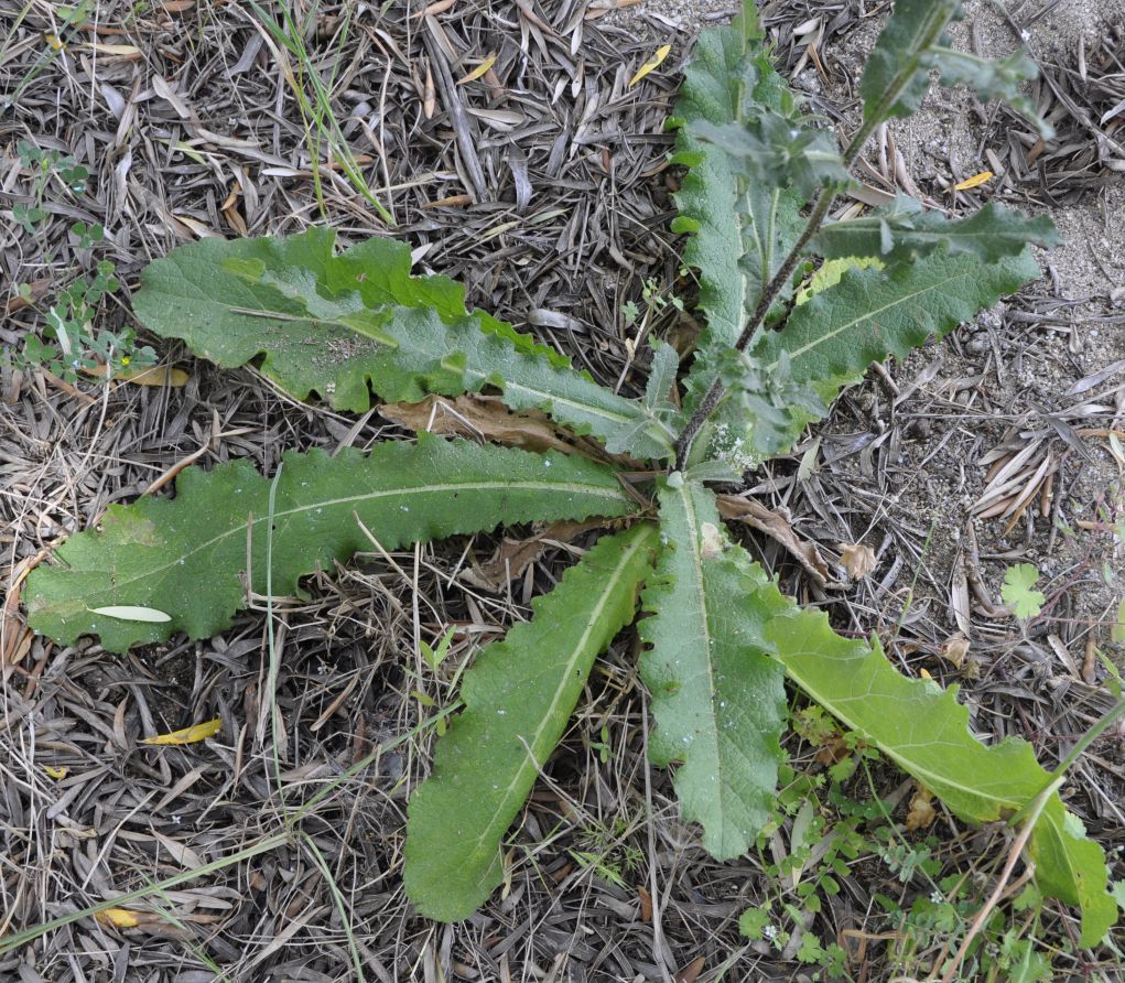 Изображение особи Verbascum chaixii.