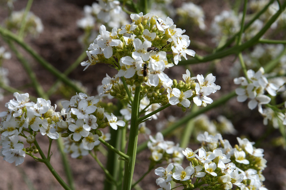 Изображение особи Crambe kotschyana.