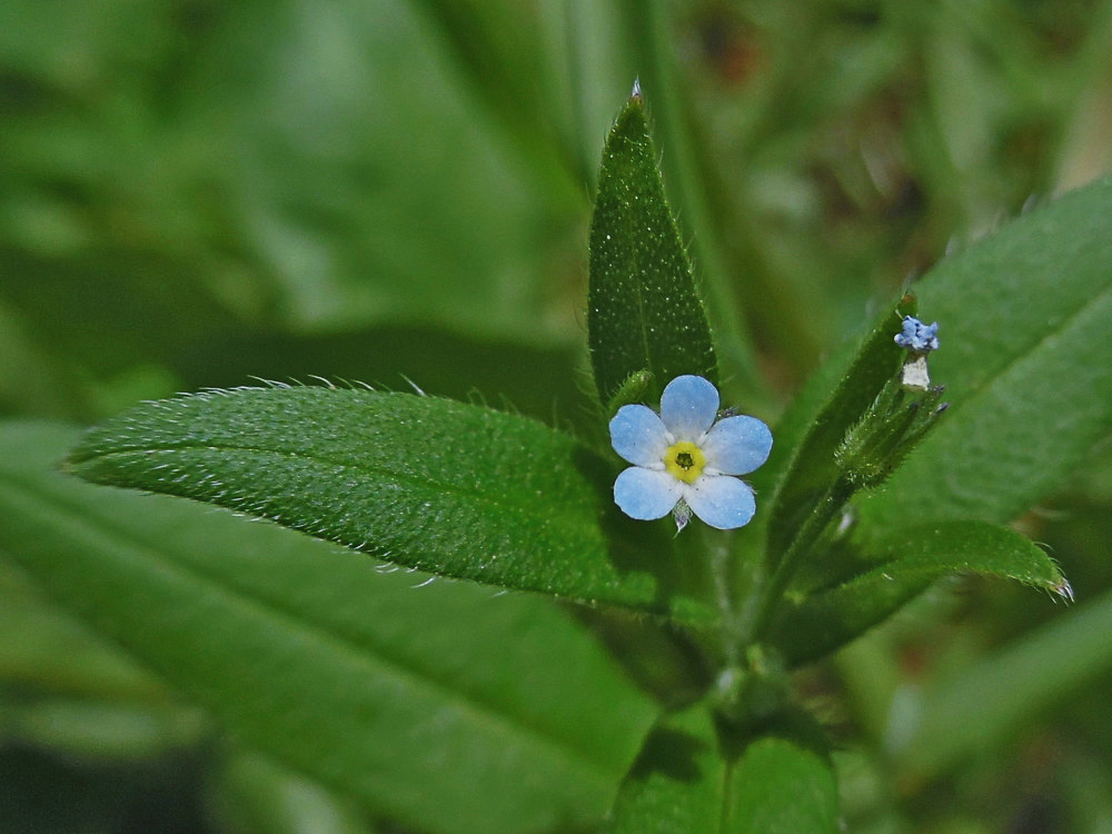 Image of Myosotis sparsiflora specimen.