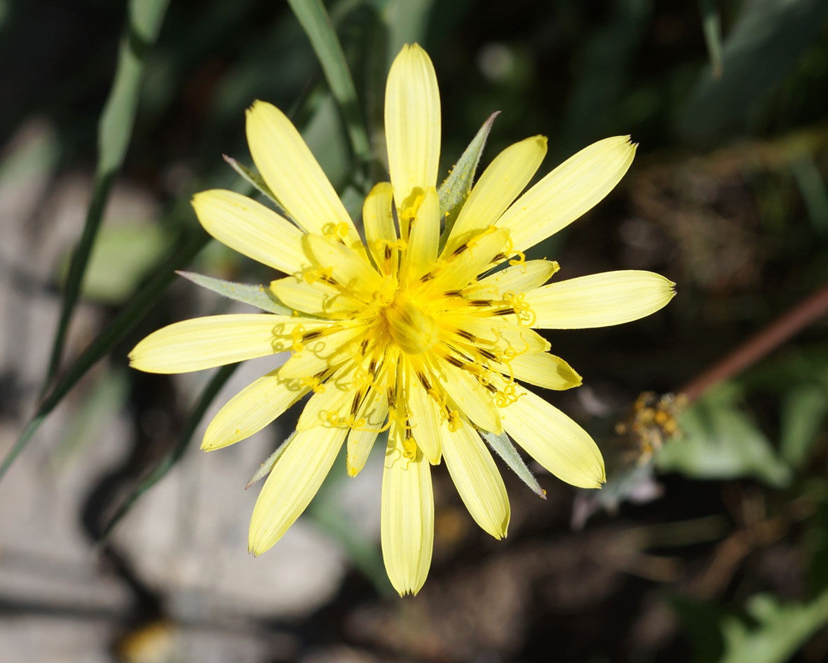 Изображение особи род Tragopogon.