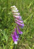 Vicia villosa