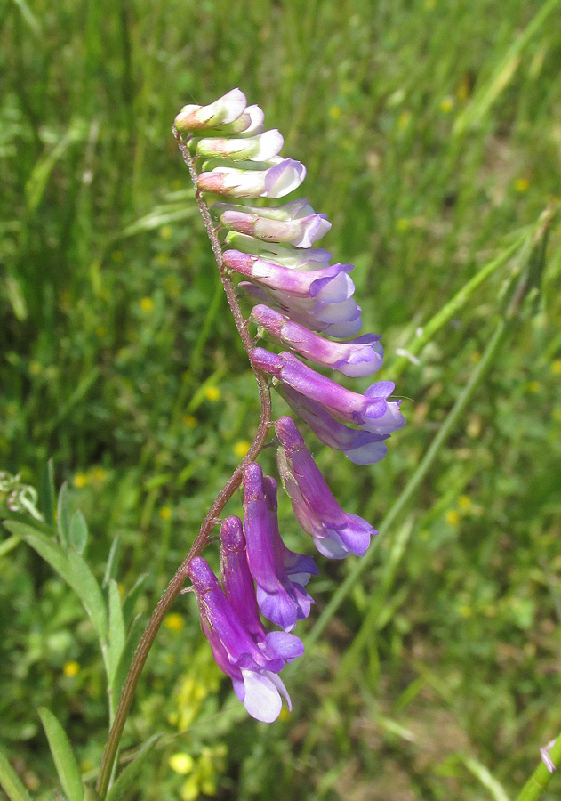 Изображение особи Vicia villosa.