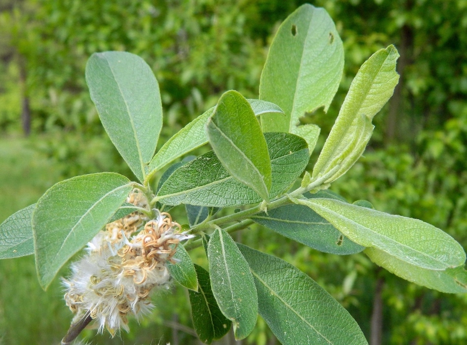 Image of Salix cinerea specimen.