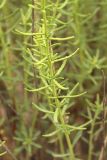 Haplophyllum obtusifolium