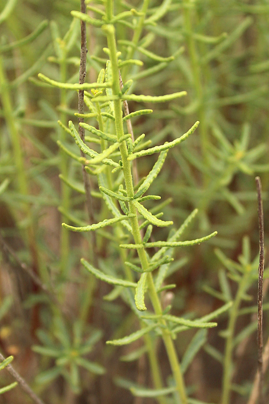 Image of Haplophyllum obtusifolium specimen.