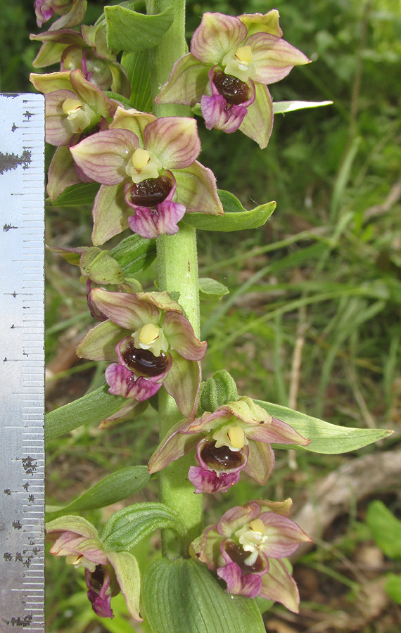 Image of Epipactis helleborine specimen.